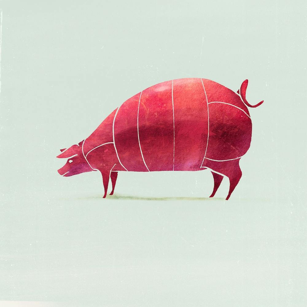 Pig