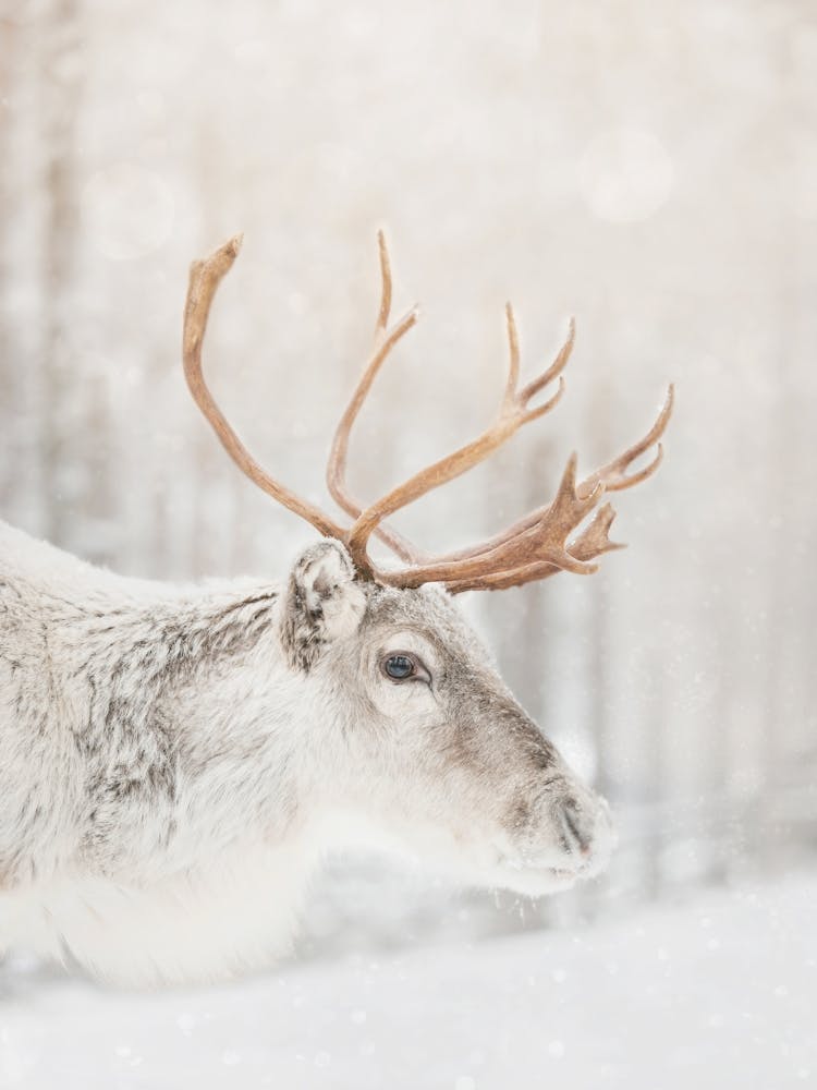 Lapland Reindeer