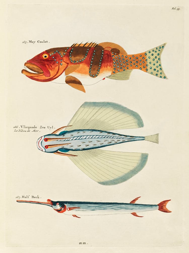 Colourful And Surreal Illustrations Of Fishes Found In Moluccas (Indonesia) And The East Indies, Louis Renard(60)