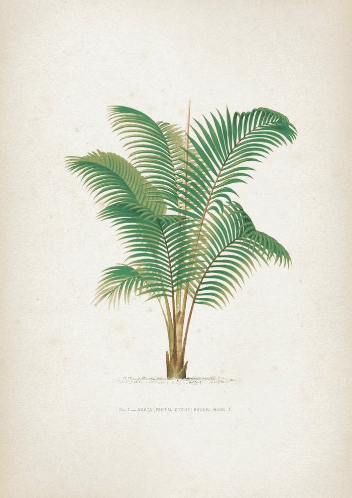 Vintage Kerchove 2 Les Palmiers 1