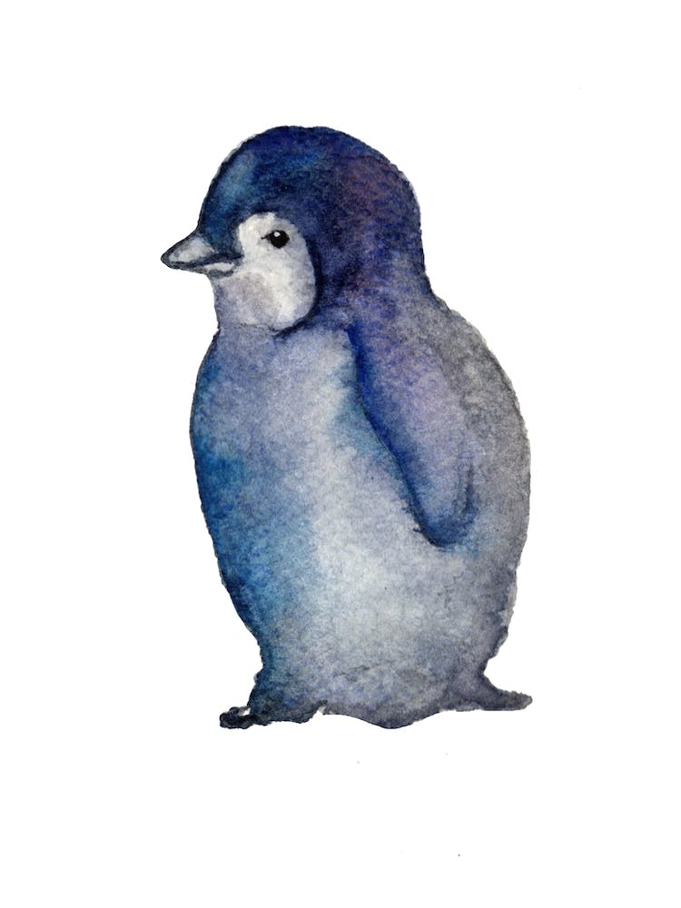 Penguin Chick