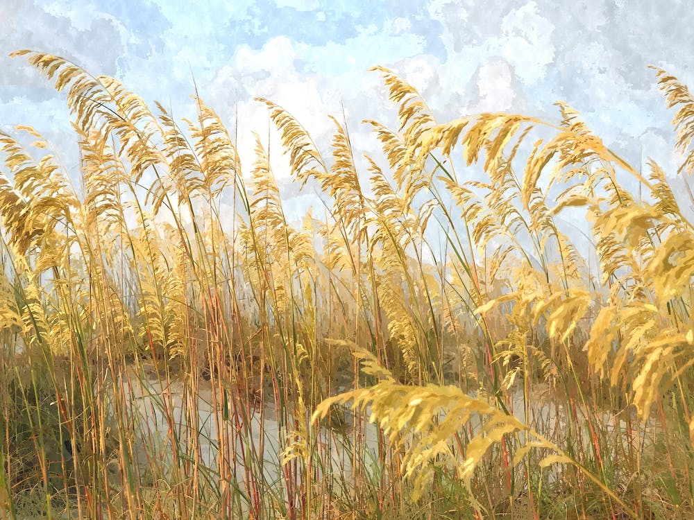 Sea Oats Illustration