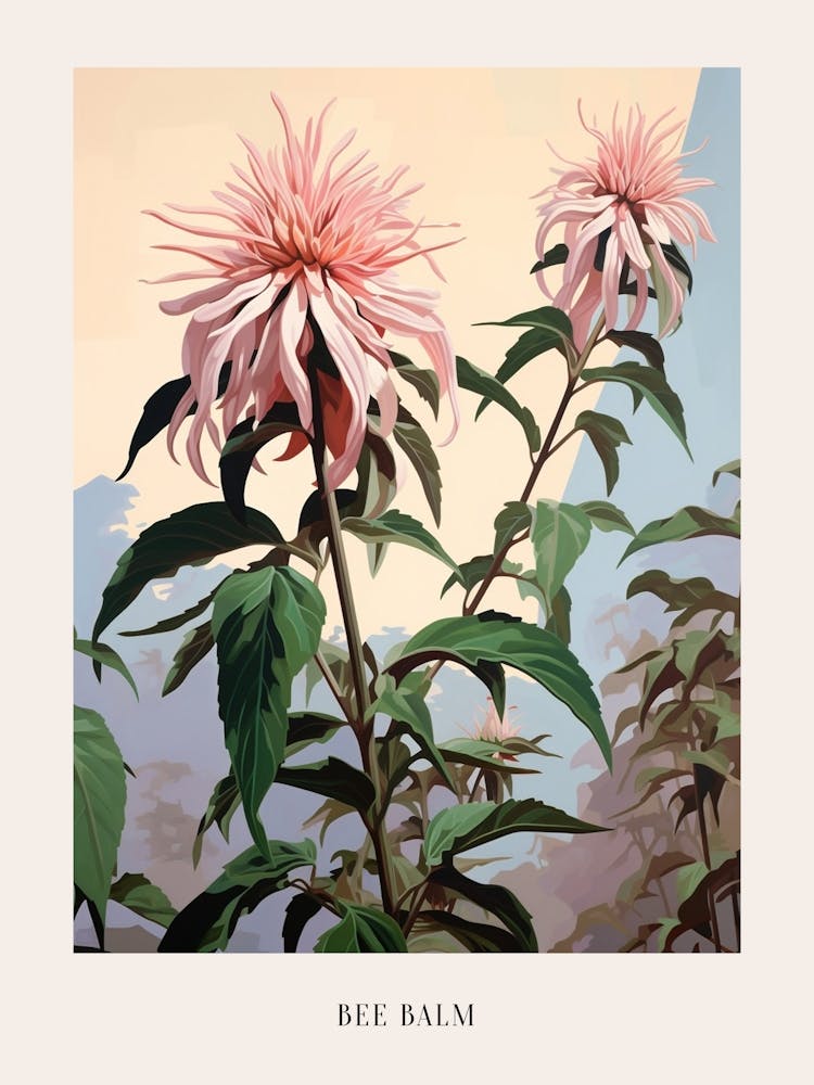 Floral Illustration Bee Balm 1 Poster