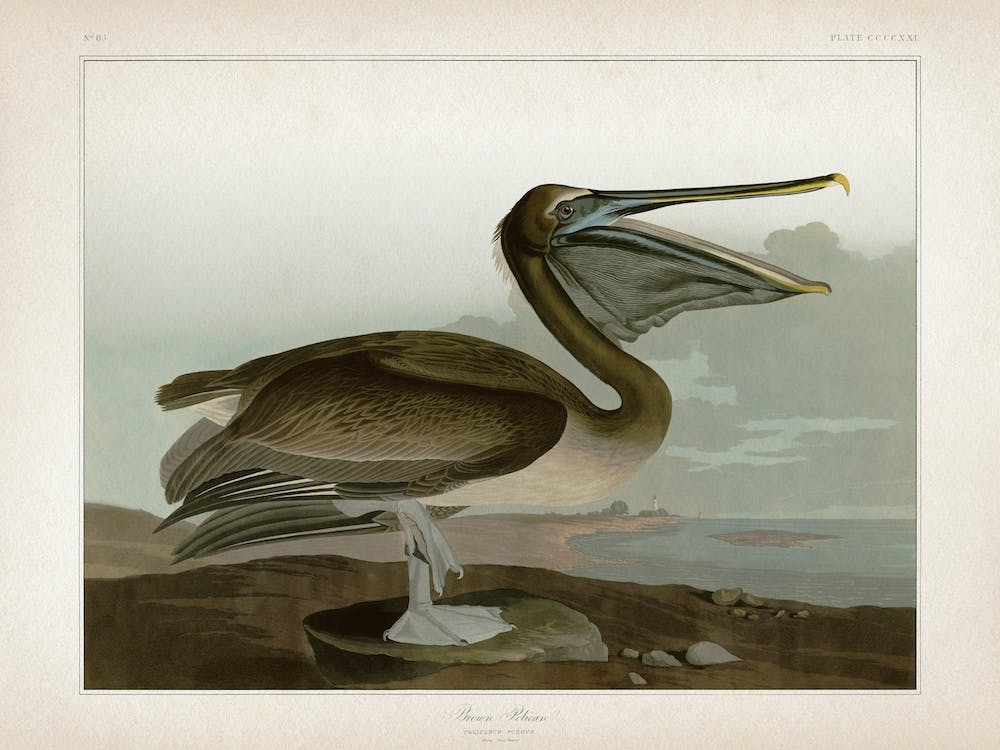 Vintage Audubon 2 Brown Pelican