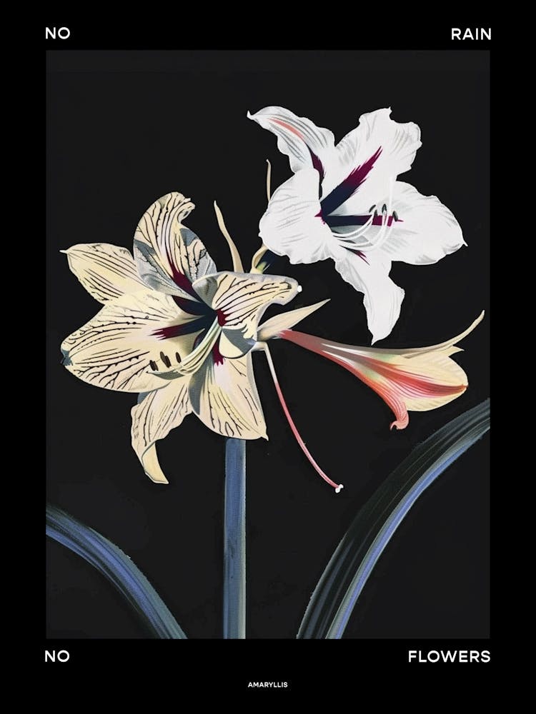 No Rain No Flowers Poster Amaryllis 1