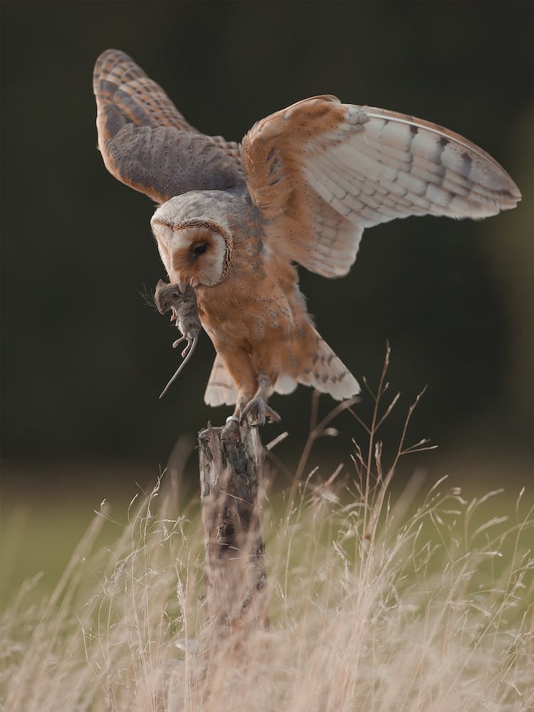Barn Owl With Mouse
