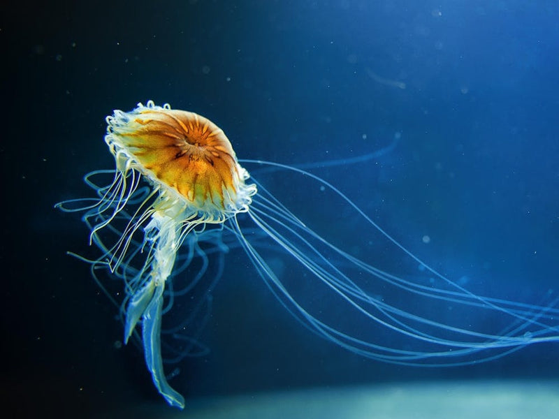 Jellyfish 1