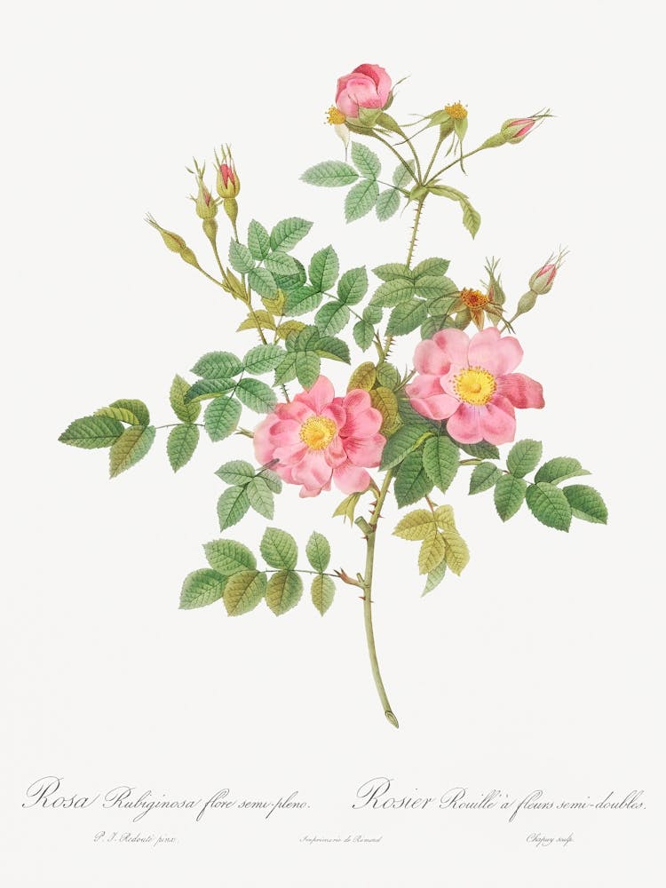 Semi Double Sweet Briar, Pierre Joseph Redoute