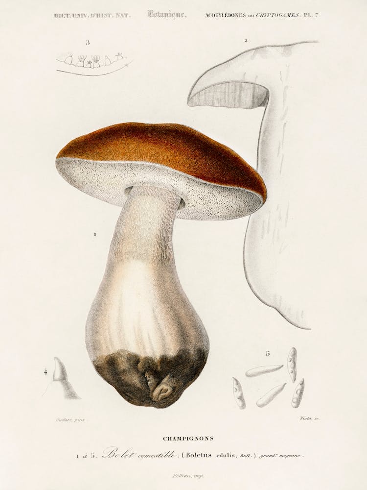 Penny Bun (Boletus Edulis), Charles Dessalines D' Orbigny