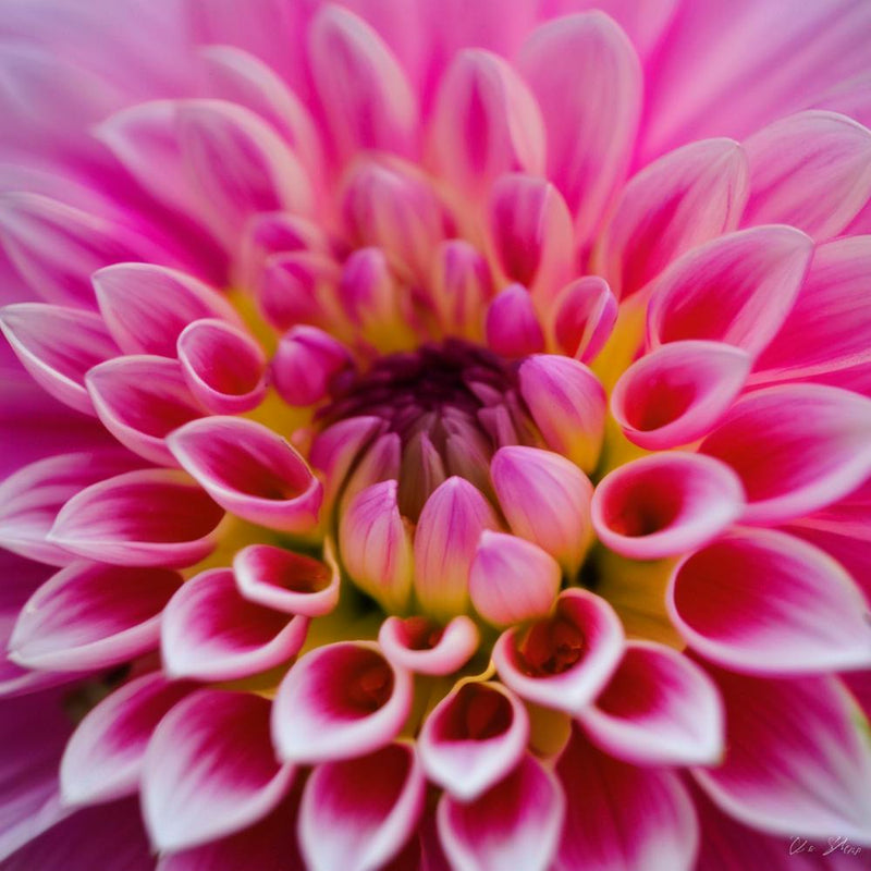 Dahlie