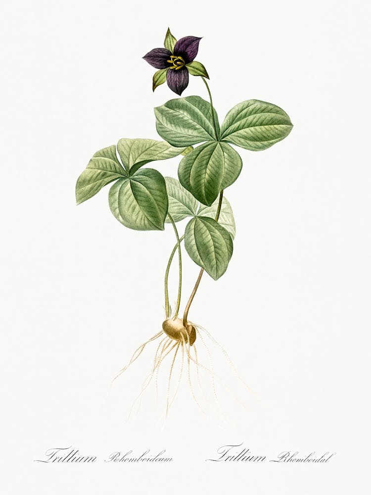 Trillium Rhomboideum, Pierre Joseph Redoute