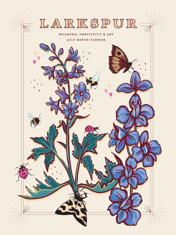 July Birth Flower Larkspur On Cream