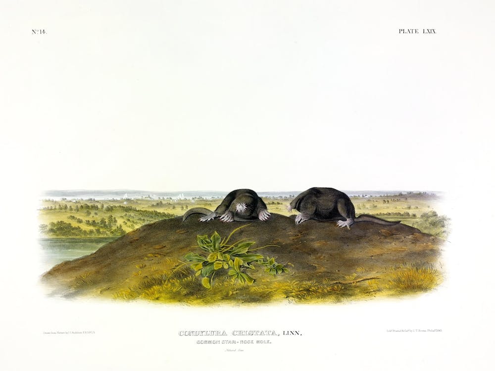 Star Nose Mole, John James Audubon