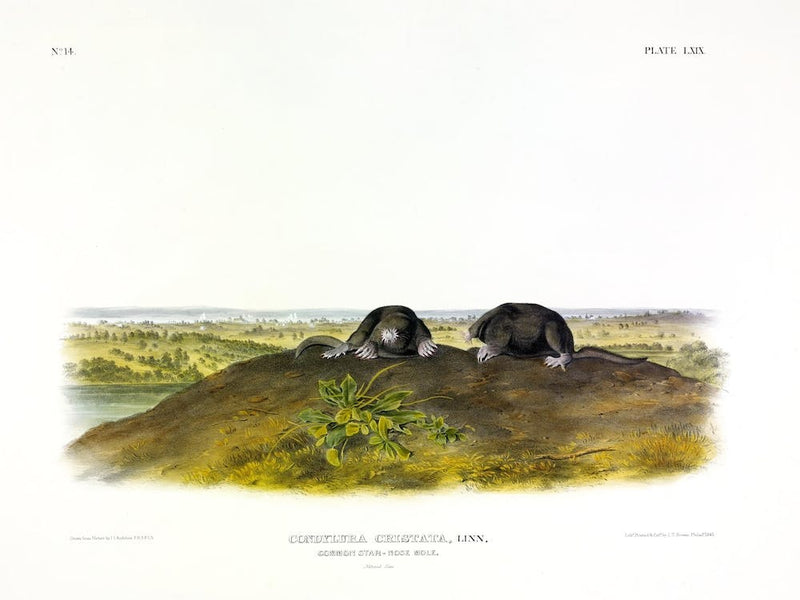 Star Nose Mole, John James Audubon