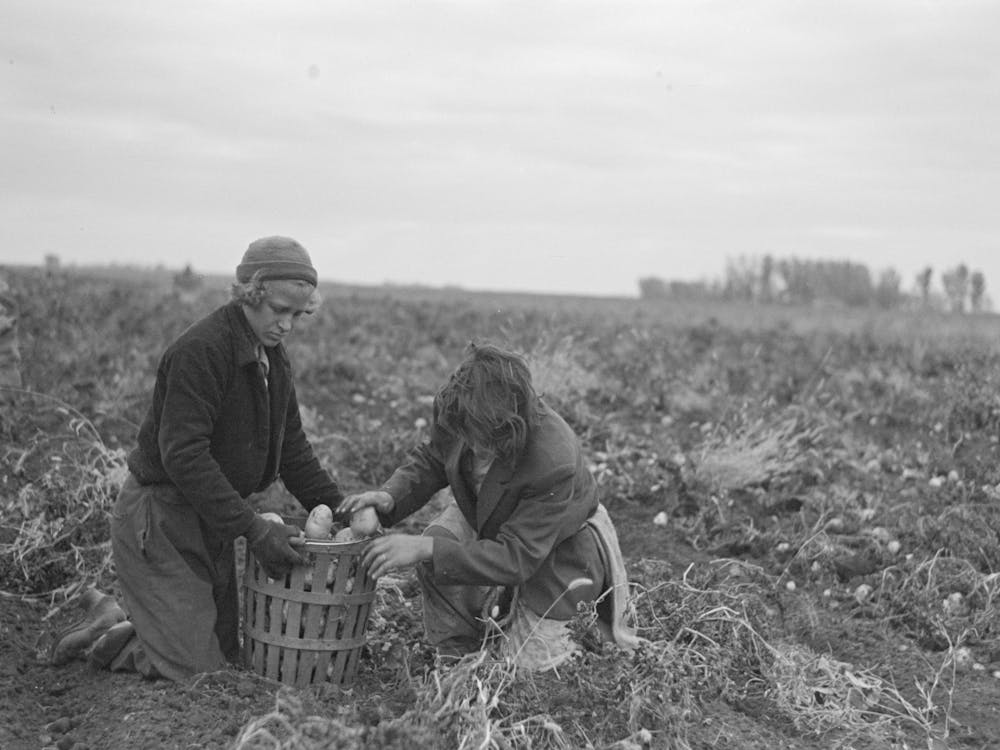 Young Potato Workers Near East Grand Forks, Minnesota By Russell Lee