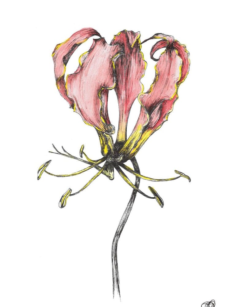 Watercolour Flame Lilly 1