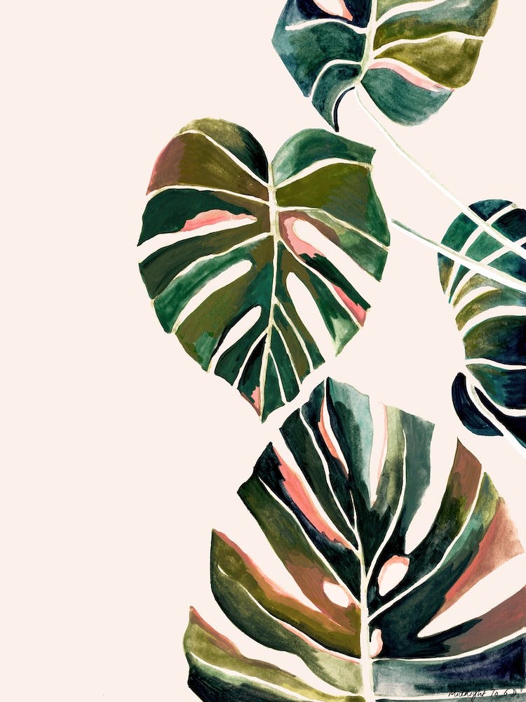 Monstera Deliciosa