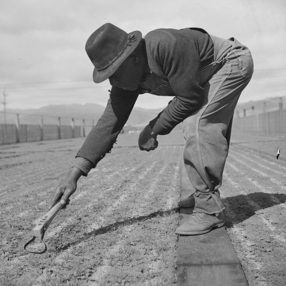 Salinas, California, Jäten von Guayule-Samenbeeten in der Gärtnerei Von Russell Lee