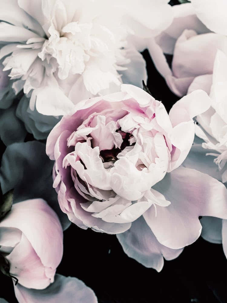 Purple And Blue Flowers