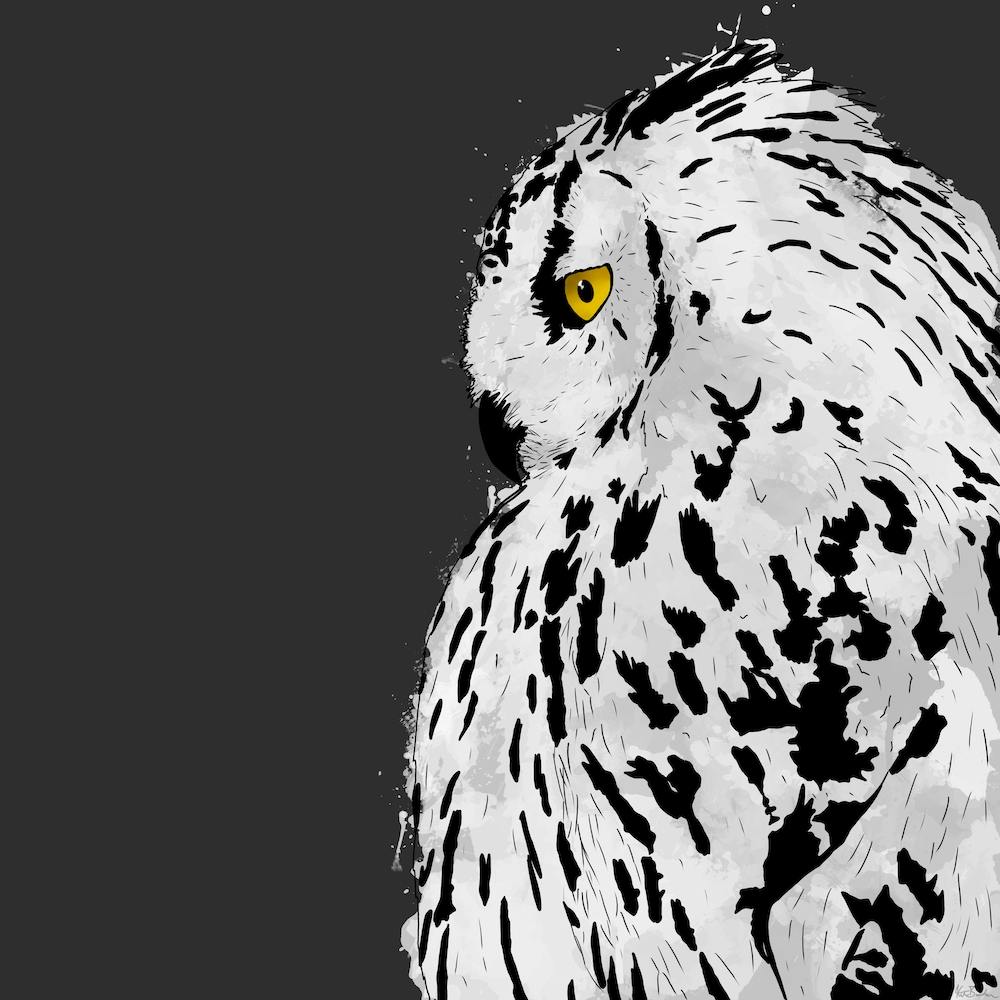 Snowy Owl Square