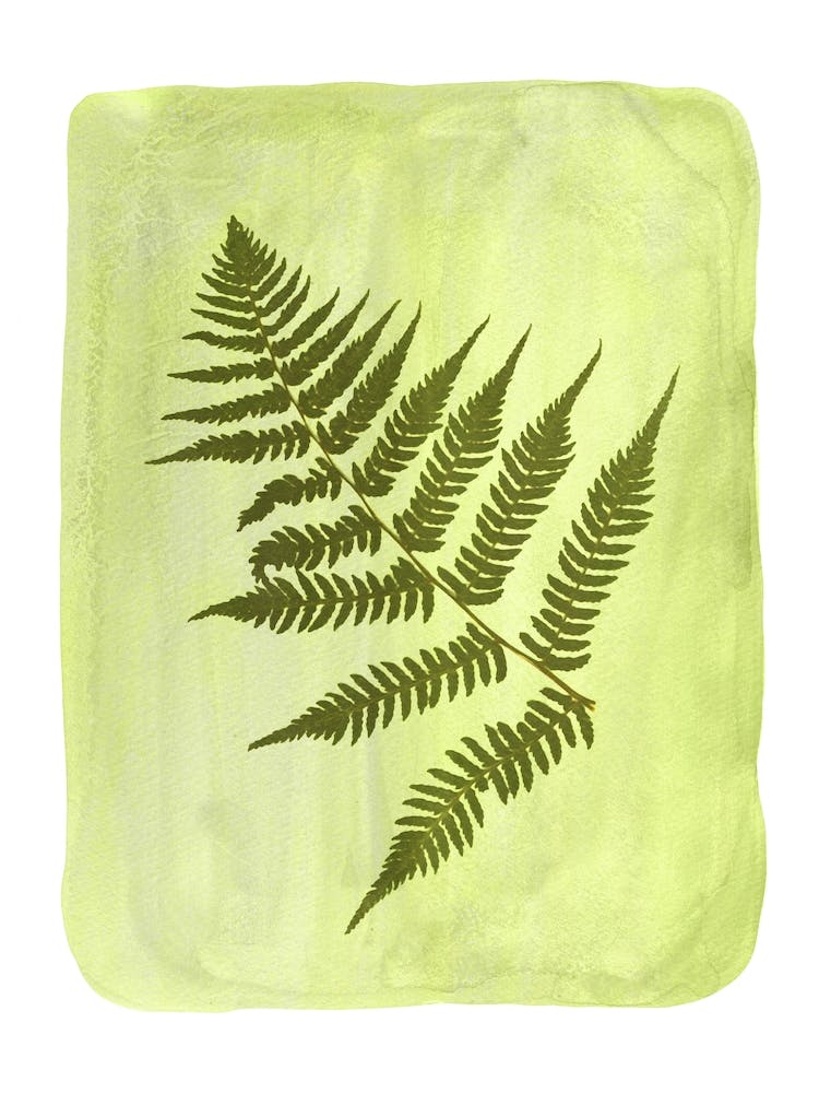 Green Fern Leaf