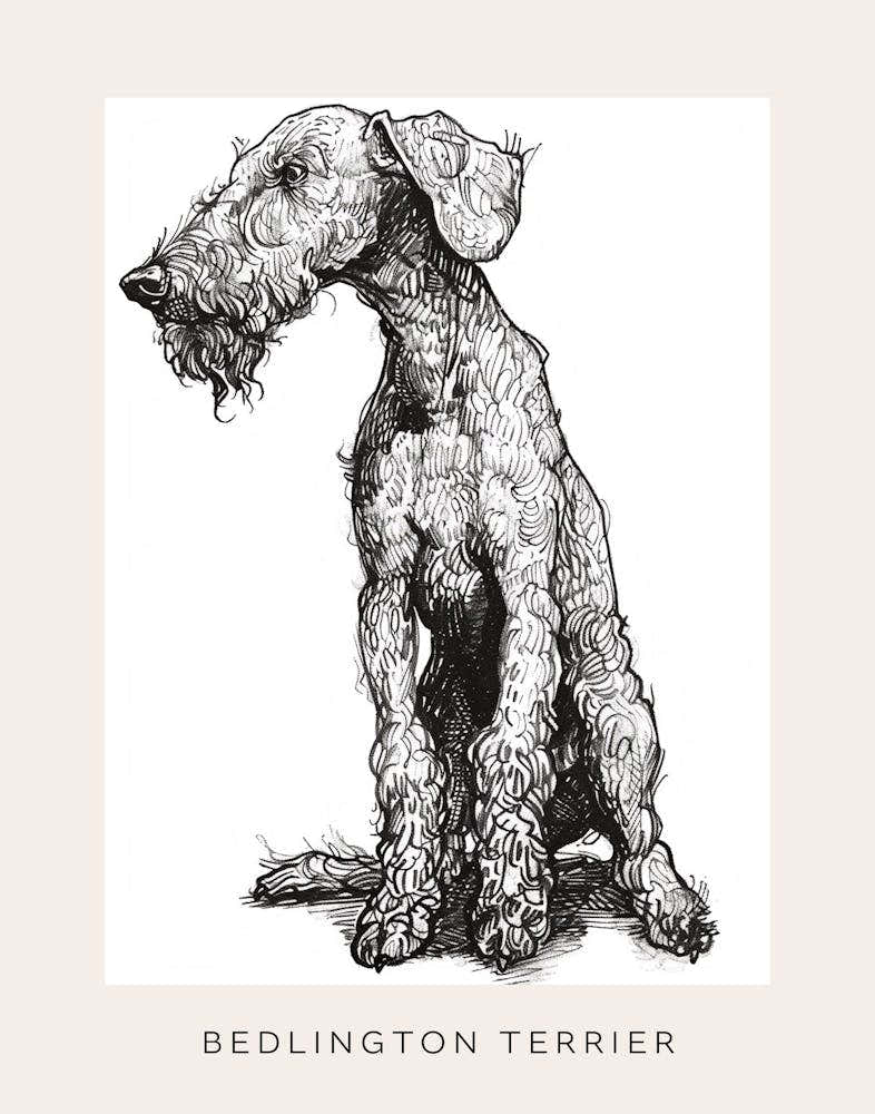 Bedlington Terrier Dog Line Sketch 1 Poster