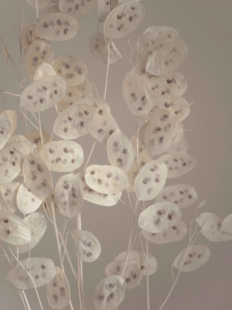 Cream Grey Confetti Plant