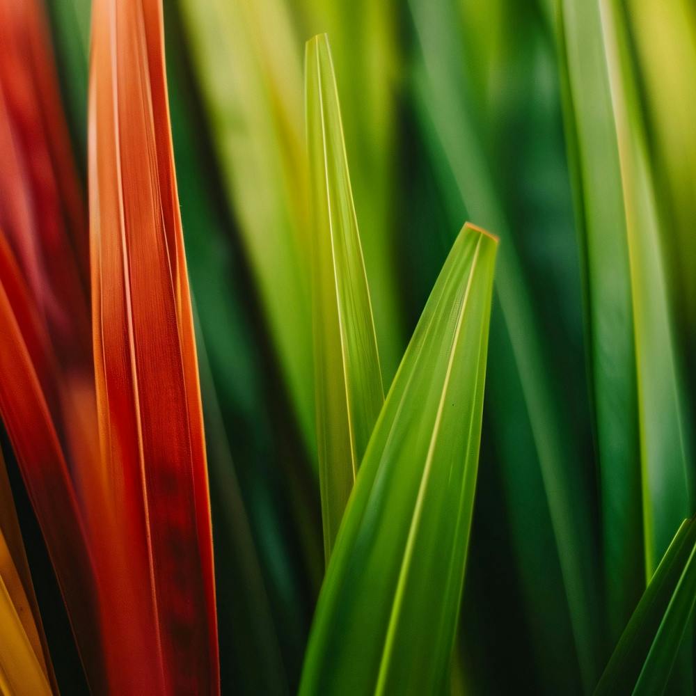 Colorful Leaves Of Grass