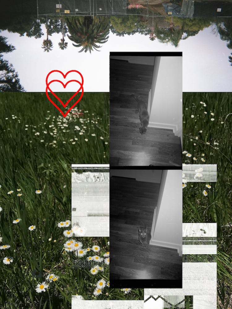 Film Collage 3 Black Cat