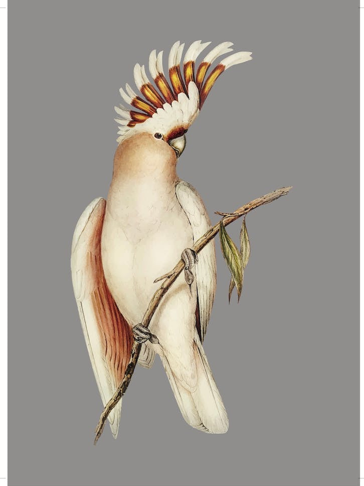 Cockatoo - Warm Grey