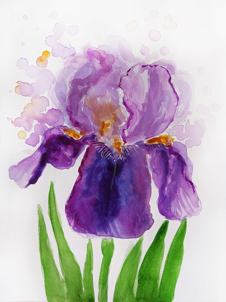 Purple Iris Watercolor Painting