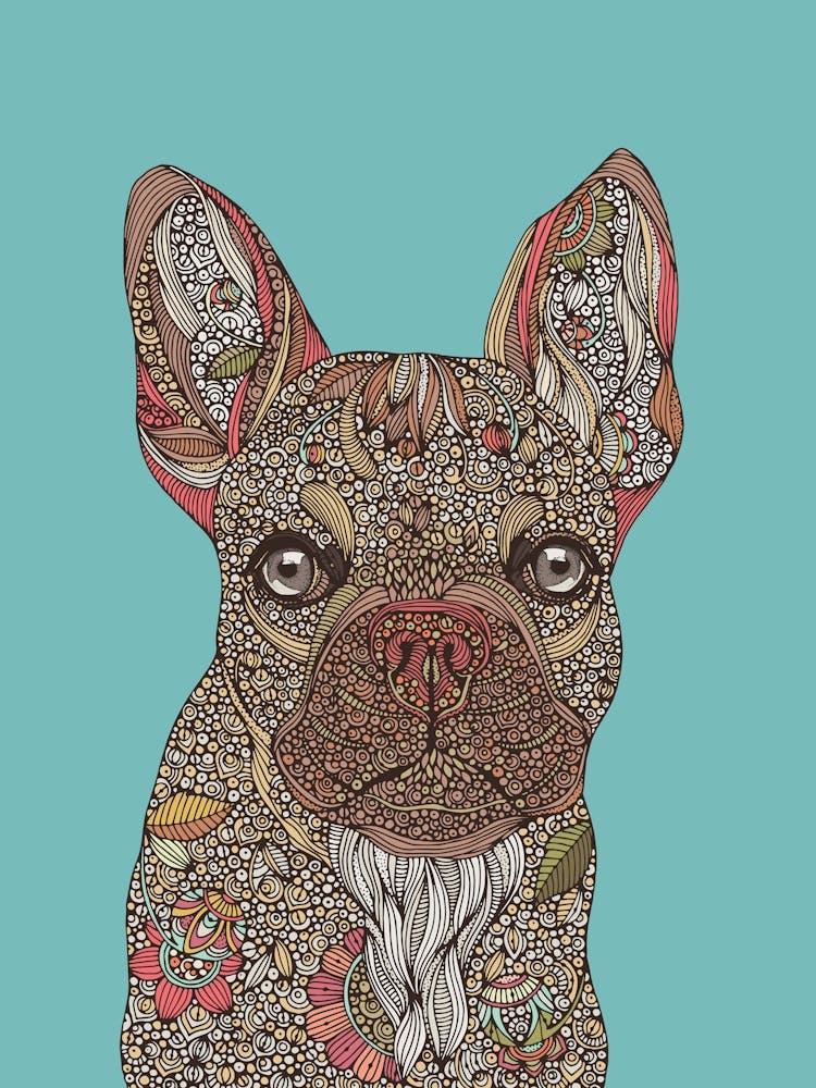 Pete the French Bulldog