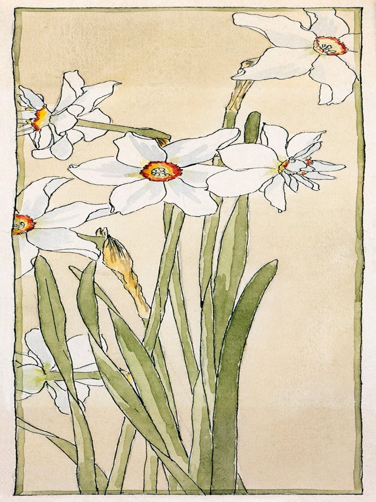Daffodils