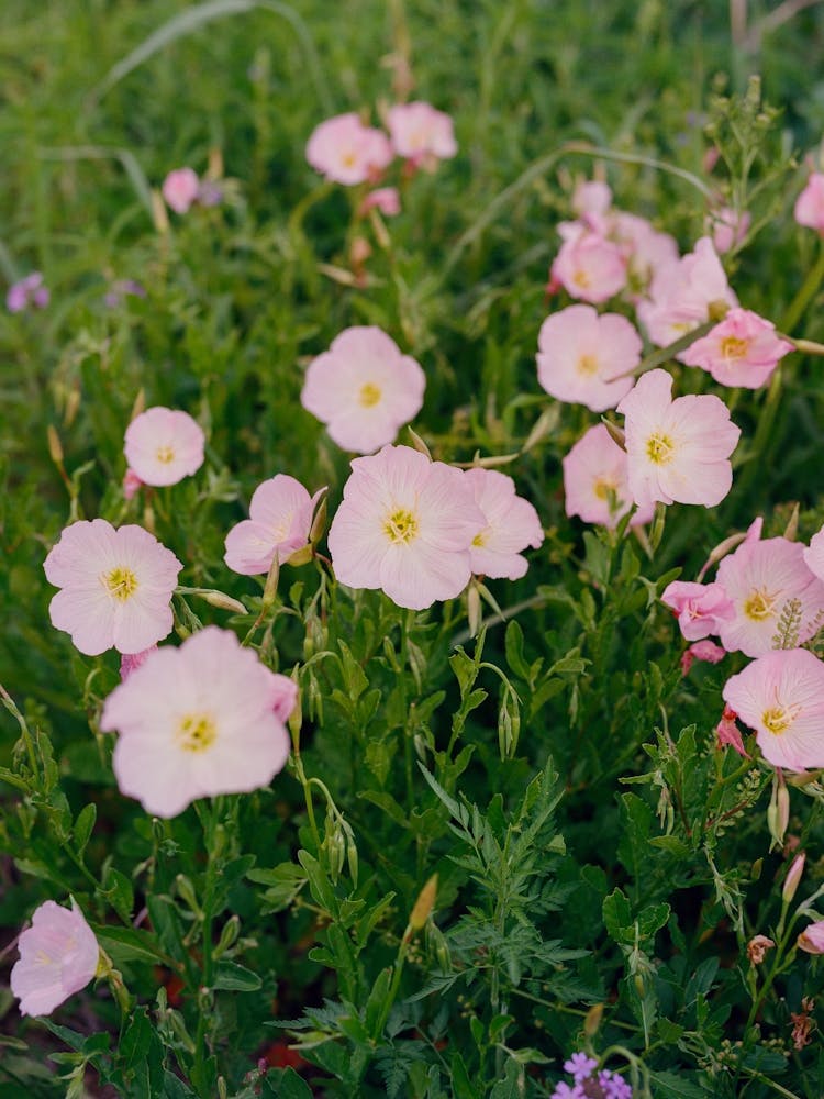 Texas Wildflower III on Film