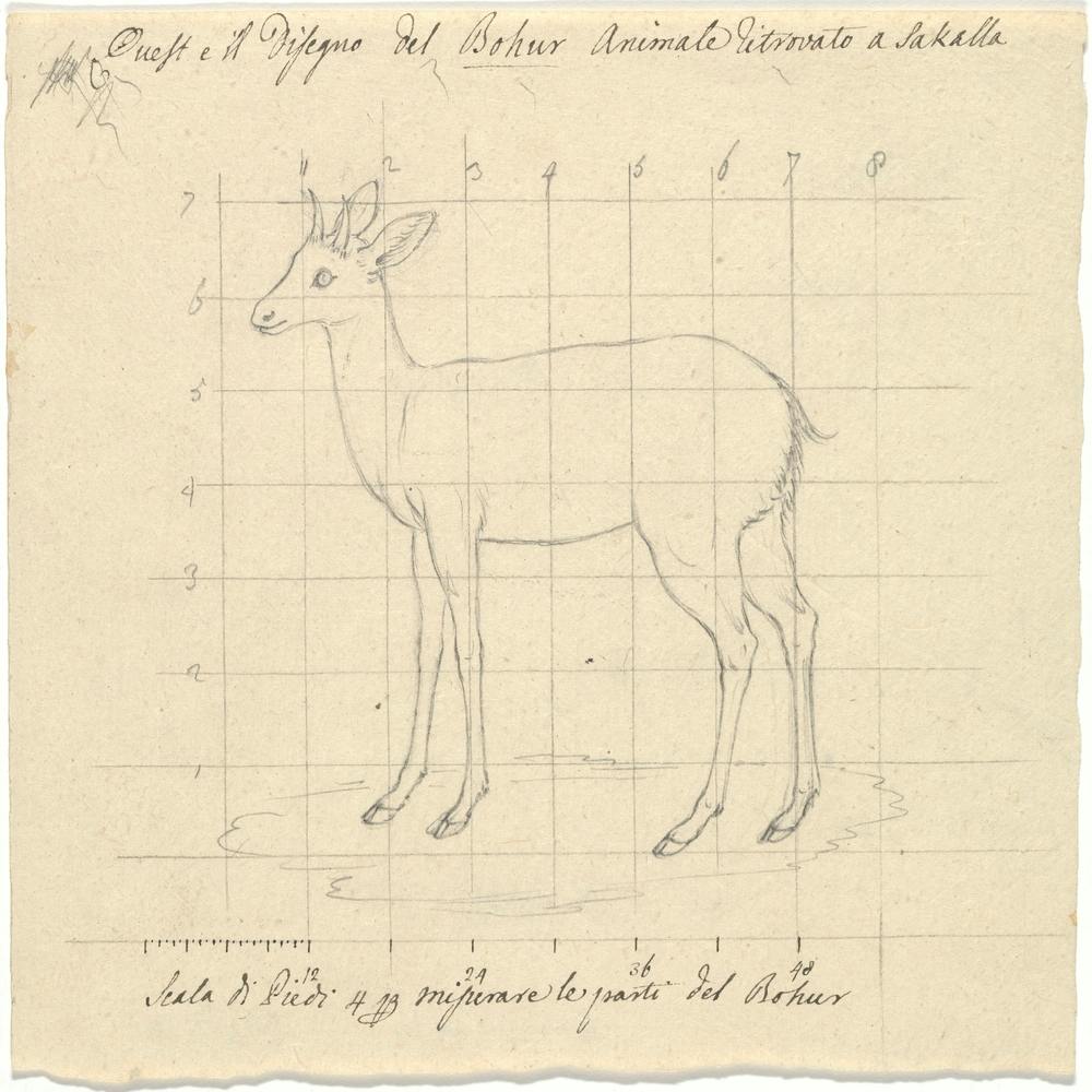 Bohur, Luigi Balugani