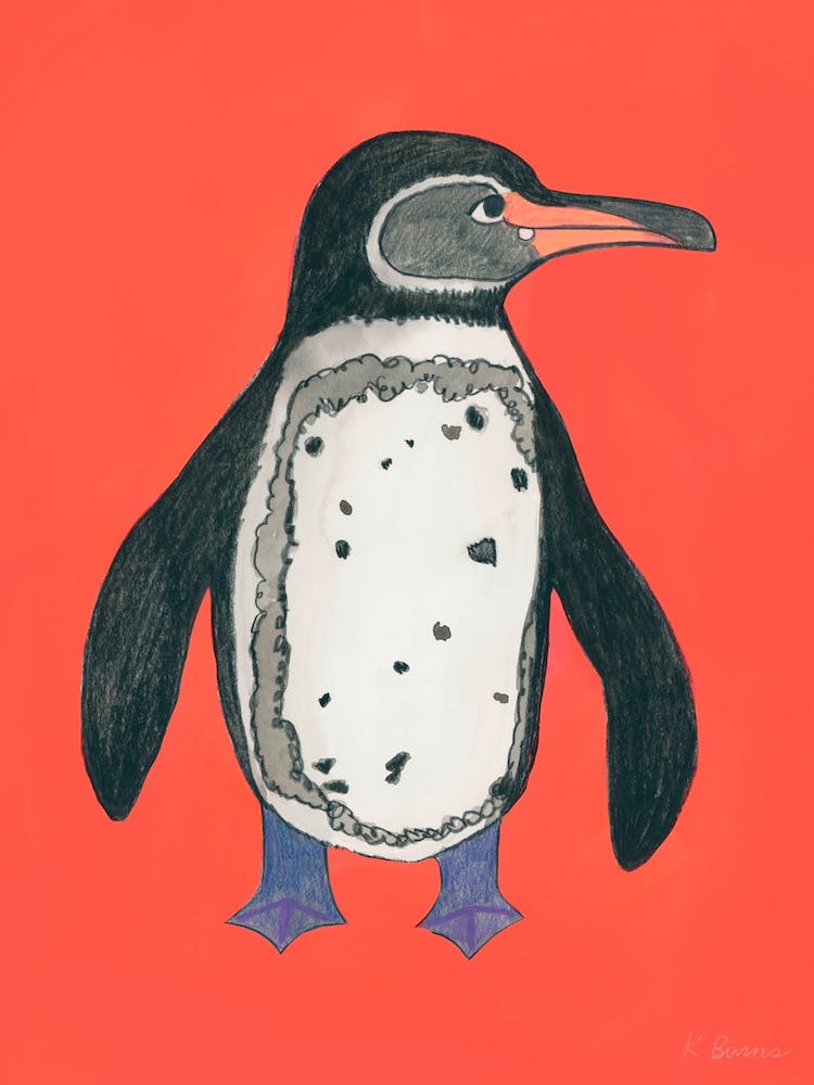 Galapagos Penguin