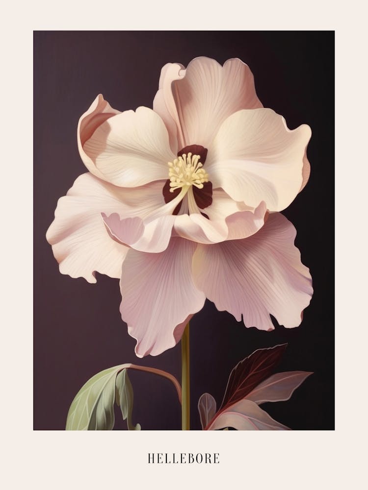 Floral Illustration Hellebore 2 Poster