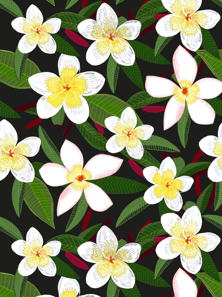 Frangipani