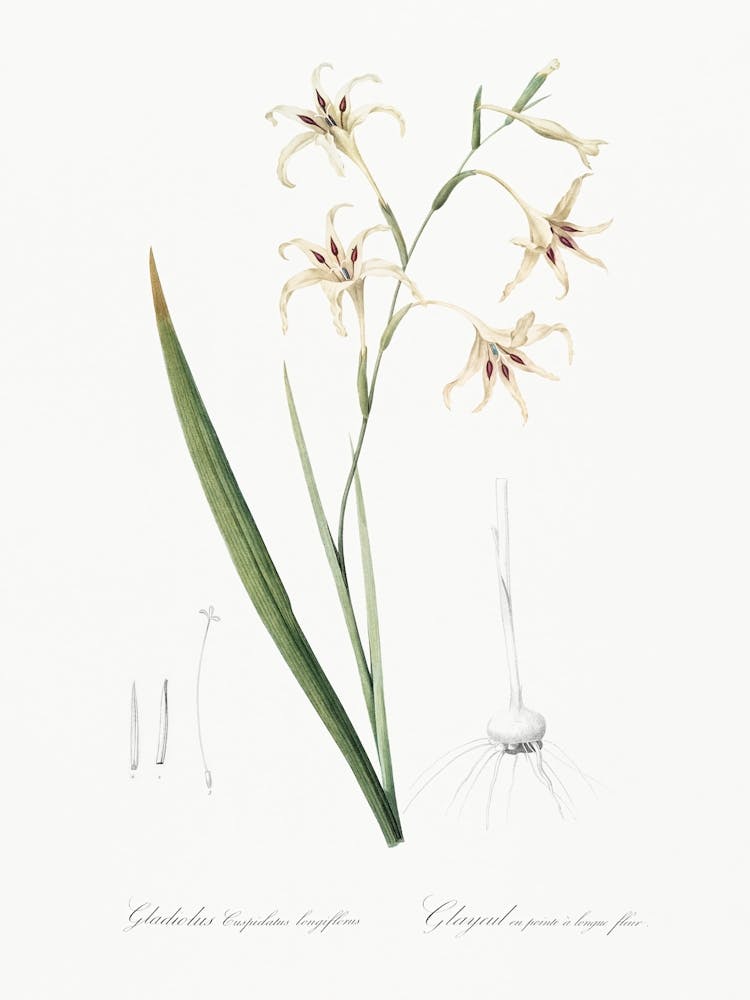 Gladiolus Cuspidatus Illustration From Les Liliacées (1805), Pierre Joseph Redoute