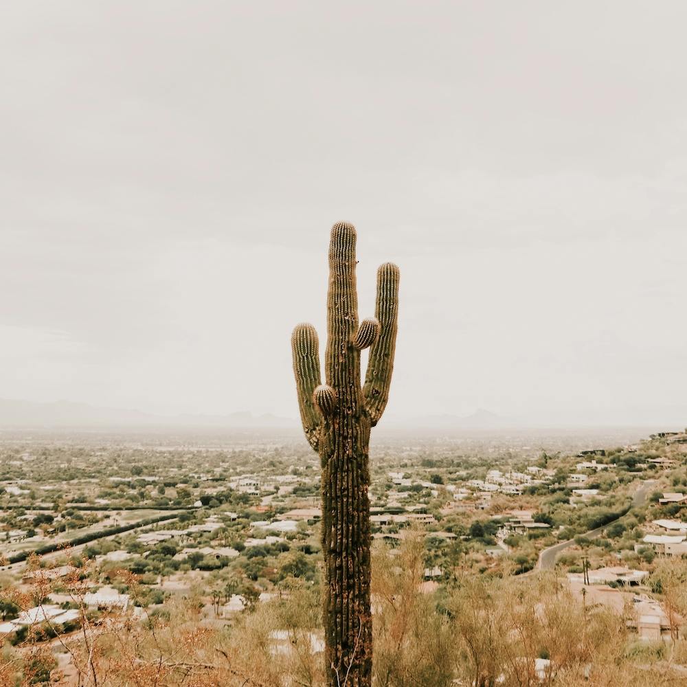 Cactus Over Phoenix Square