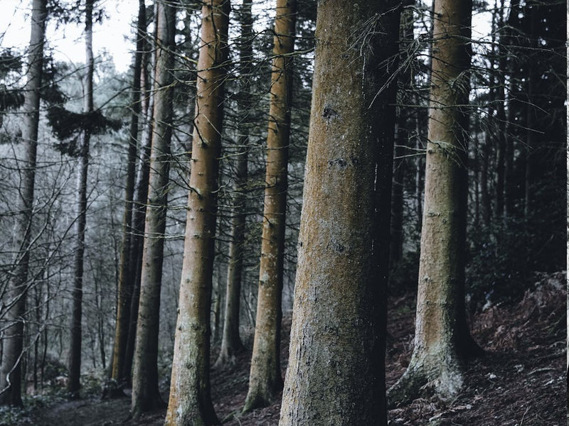 Forest 1