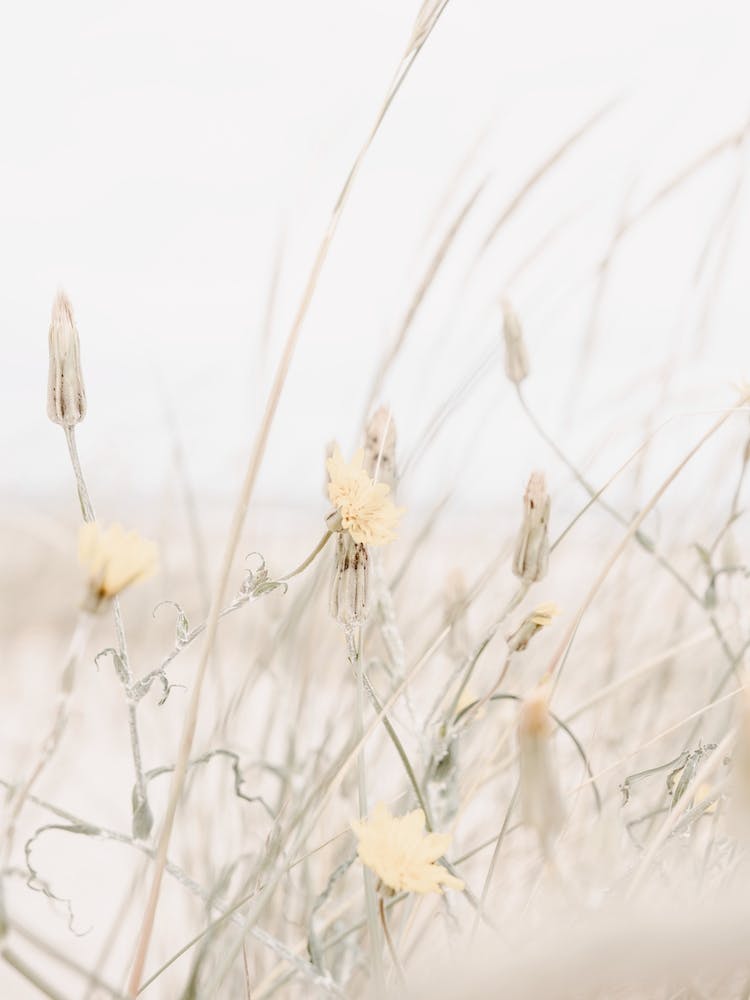Yellow Coastal Flowers