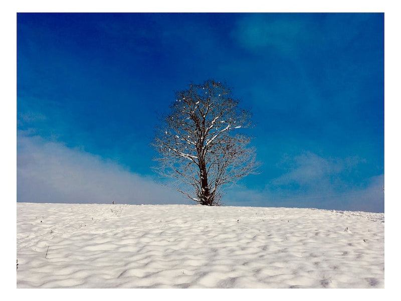 Snow Tree