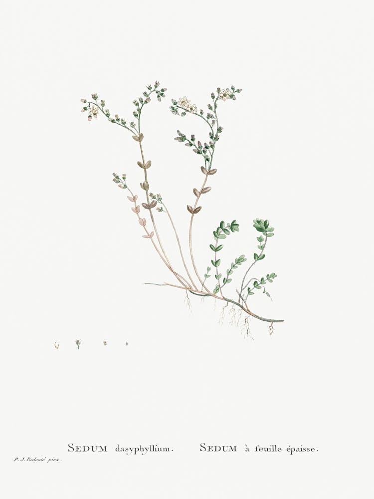 Sedum Dasyphyllum, Pierre Joseph Redoute