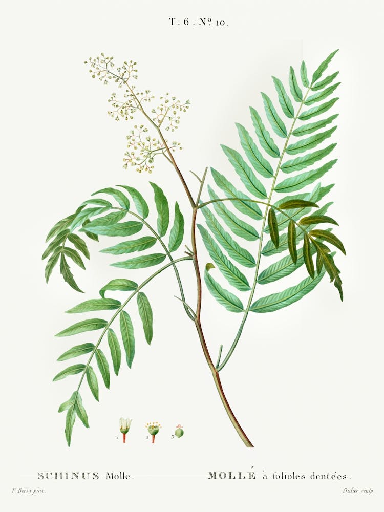 Peruvian Pepper, Pierre Joseph Redoute