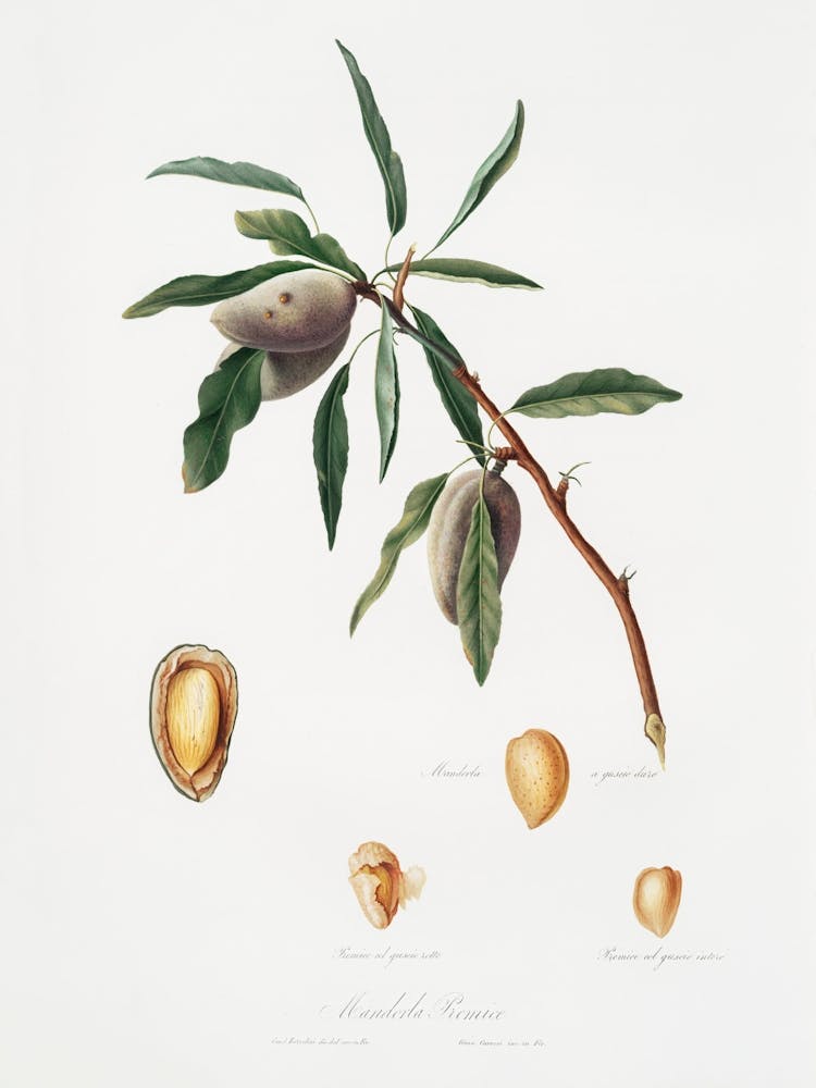 Almond (Guscio Tenero) From Pomona Italiana (1817 - 1839), Giorgio Gallesio