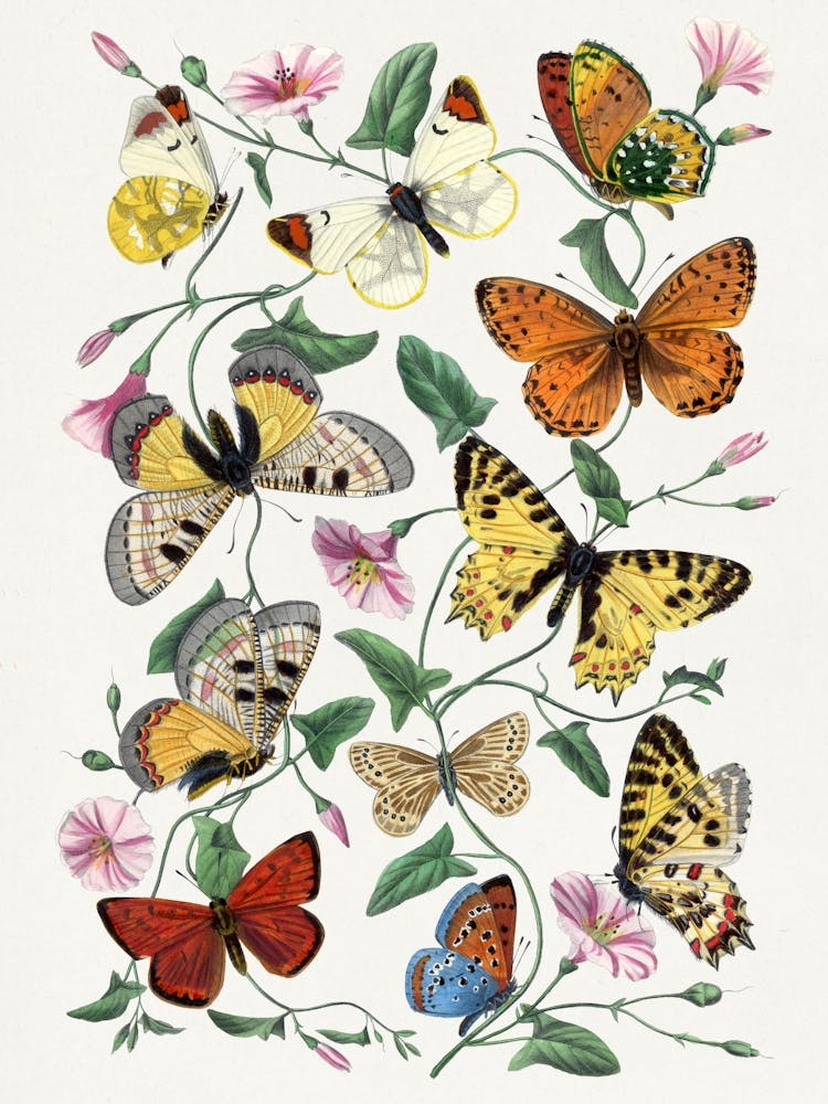 Vintage Butterfly & moth painting Butterflies And Flowers