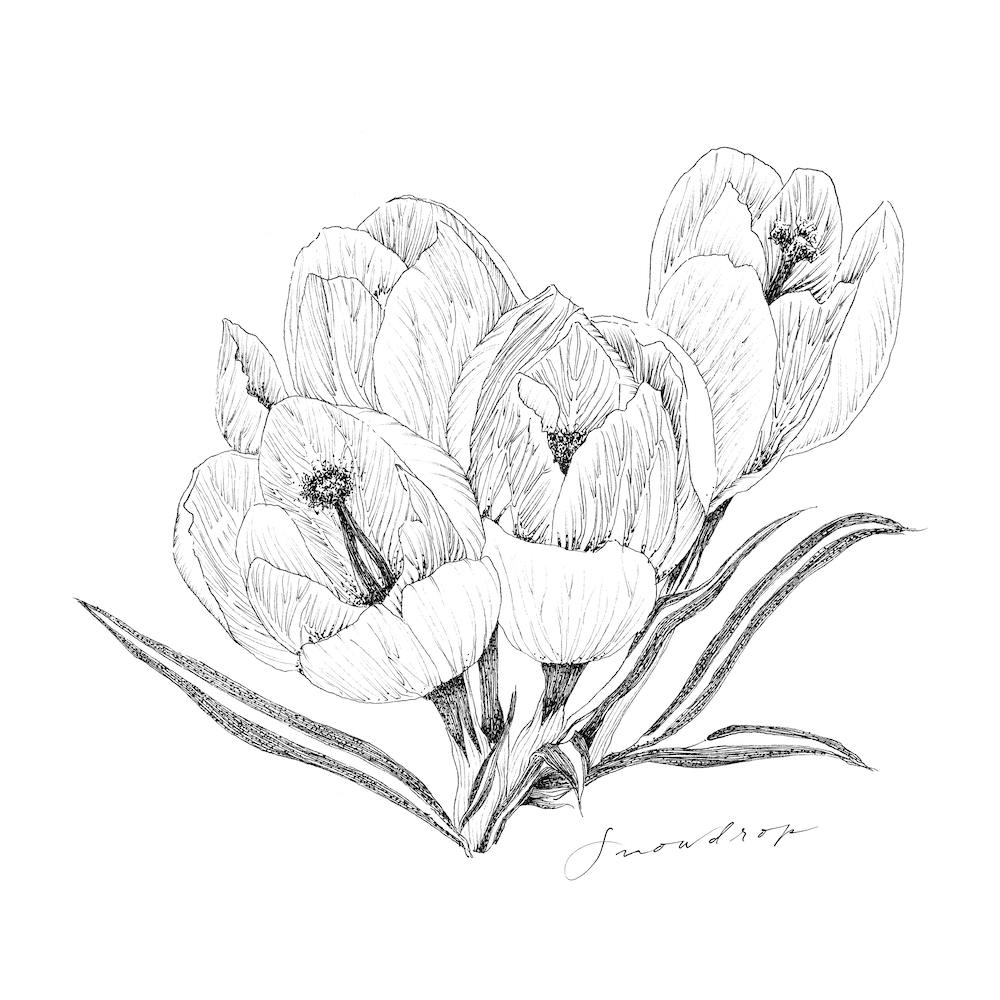 Snowdrop 2