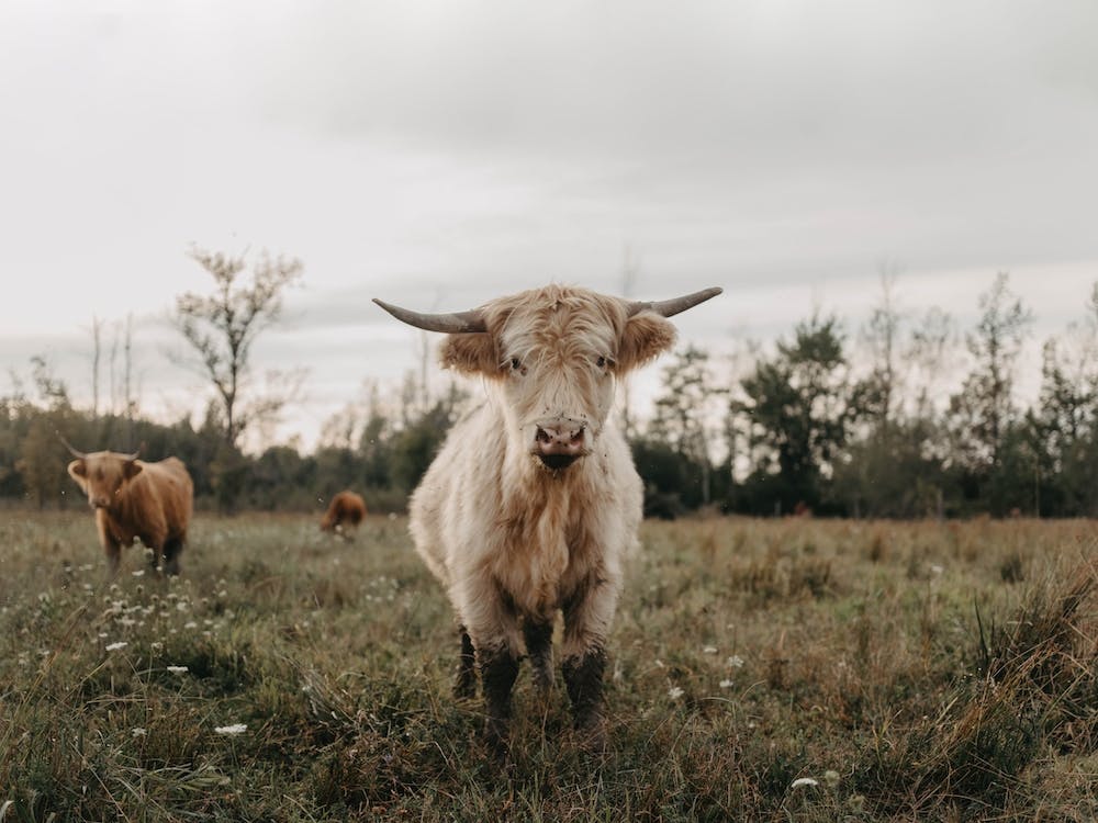 Highland Cows In The Meadow