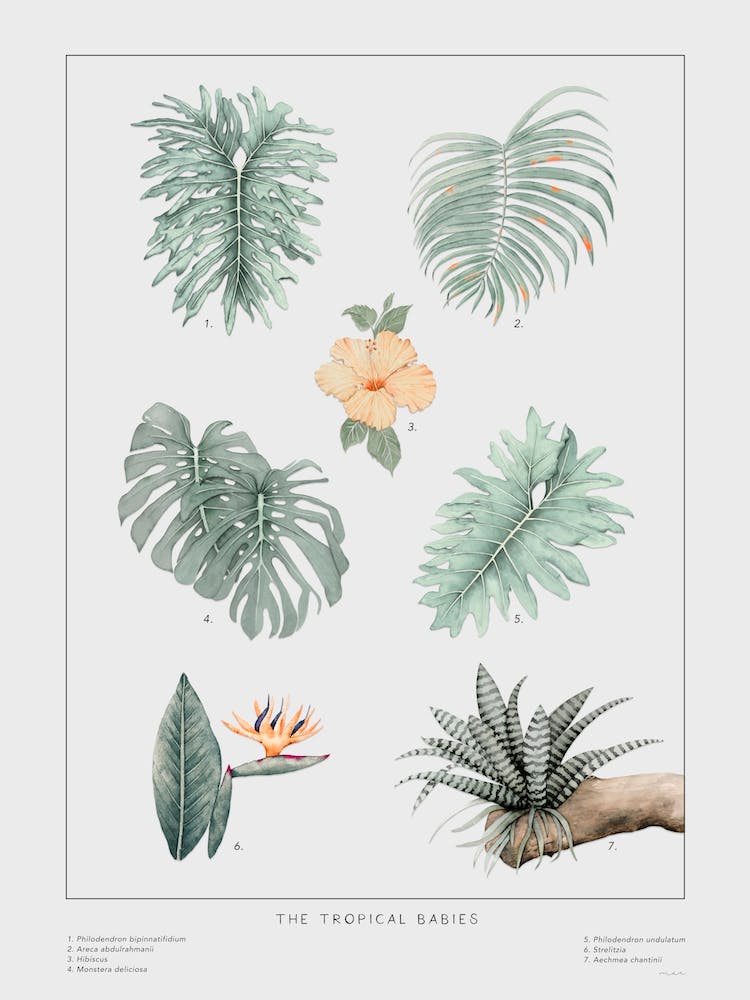 The Tropical Babies Off White 2